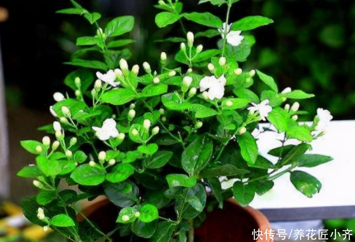 茉莉花黄叶开花少？现在开始做好“三足”，叶子油绿，开花到冬季