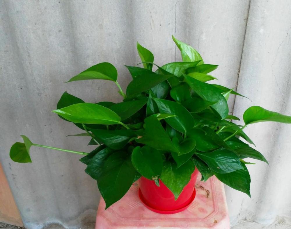 浇灌|这6种常见药，人吃不完就拿来养花，操作简单，效果好