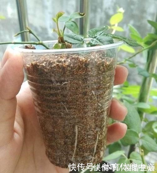 白根|喜欢养花,就要会扦插,学会2种“万能扦插法”,插啥都冒大白根!