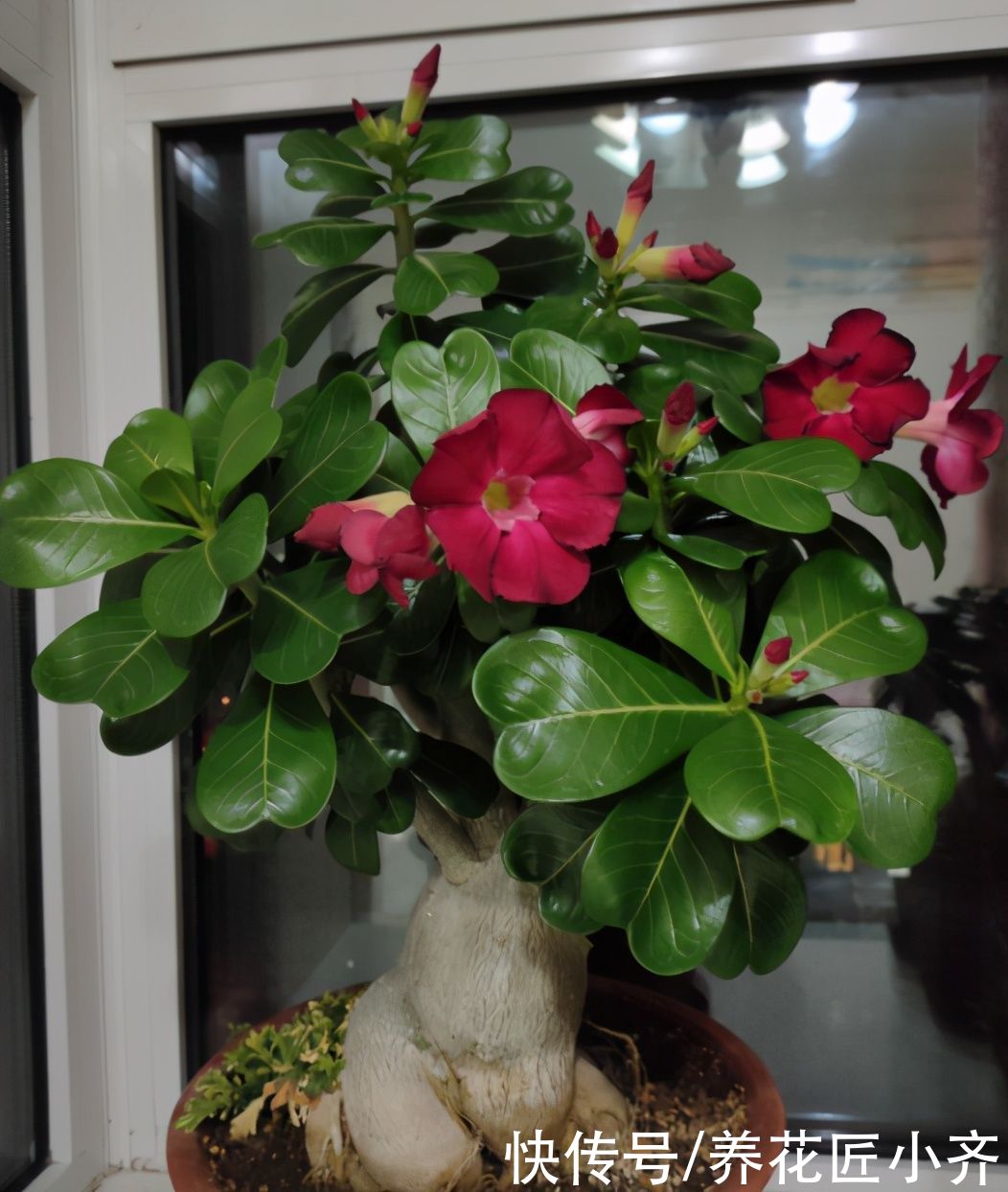 沙漠玫瑰养不好？养它不能做“四件事”，否则烂根、烂叶、不开花