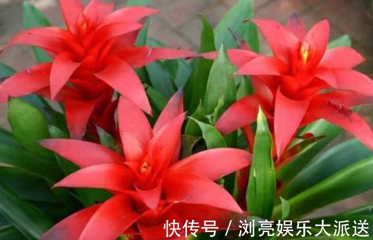 玫瑰|喜欢玫瑰,就养盆“优良玫瑰”大地主,花色红艳,美到让人心醉!