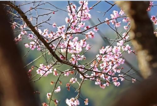 永泰第八届旅游美食嘉年华暨第七届“李梅节”之赏梅季启动