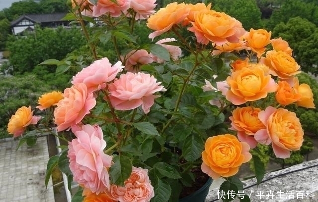 扦插月季老是死教你3个小方法,枝条炸出大白根,插一根活一根