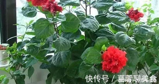 生长期|别再养那些“烂大街”的盆栽啦选这3种“花”,好养易开花
