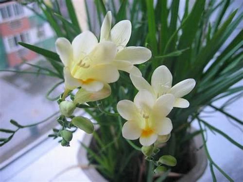 香雪兰，家里养上一盆在花期整个房间都充满花香