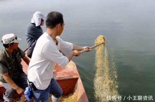 渔获|你钓鱼是怎样打窝的要是打窝的方法不正确,打再多也钓不上鱼