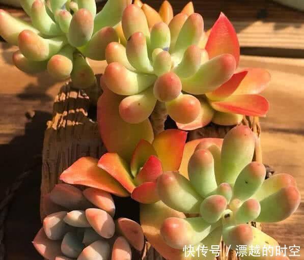 养花|夏天养花,别做几种“险事”,避免养一盆烂一盆