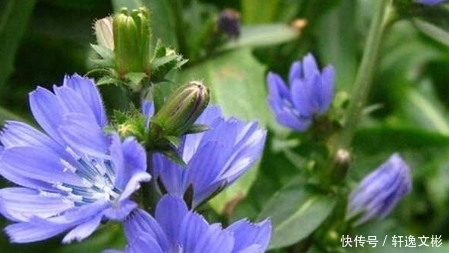 農(nóng)村山溝這4種野生植物，掌握3種是農(nóng)村人，全認識是學醫(yī)的！