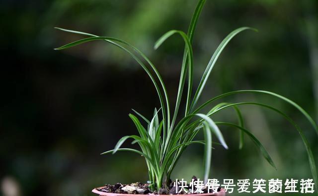 兰花弱苗复壮,仅仅是施肥吗?主要的技巧有这几点