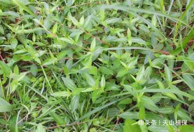 食物|根部形似人参,是穷苦人家的宝贵食物,如今要卖80元一斤