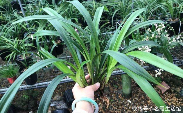 建兰|知道兰花有多少个兰花一共有7个种类,知道你养的那种吗