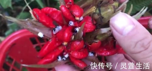 野菜|農村常見的“野人參”，被很多人家買來當人參的替代品，農村人卻當野菜吃