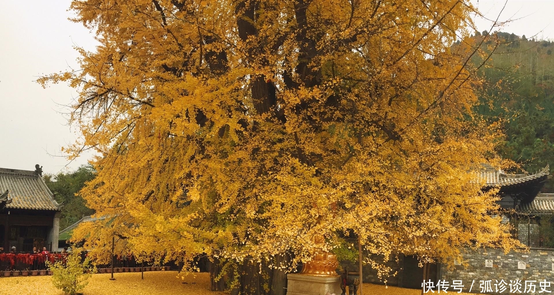 据说|秦岭深处冷门寺庙，却藏着一棵无价之宝，据说和李世民有关