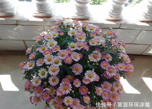不足8平方的小阳台,种上3种花,五彩缤纷开成私家花园!
