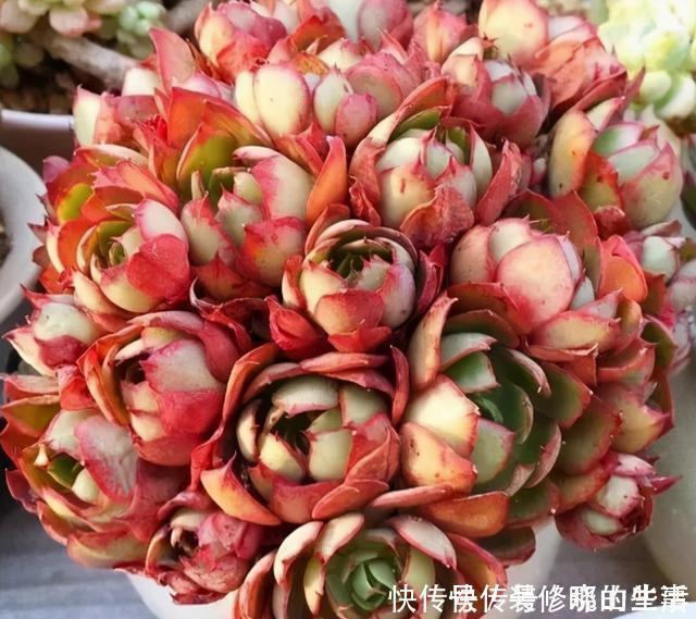 阳台上|给多肉盆栽浇水,寒冬谨记此3点,不怕冻不烂根,越冷越出状态