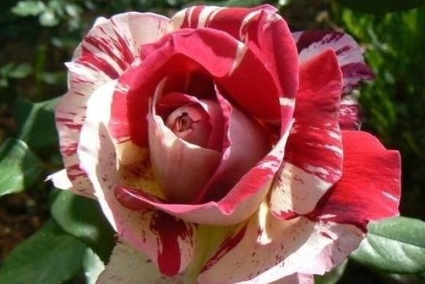 你没见过的条纹月季，花开像油画，定有一款能入你的法眼