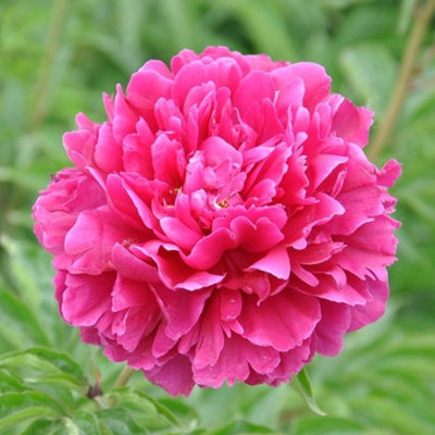 建议不管房子多大,摆上6种盆栽,花香满屋,来客有面子