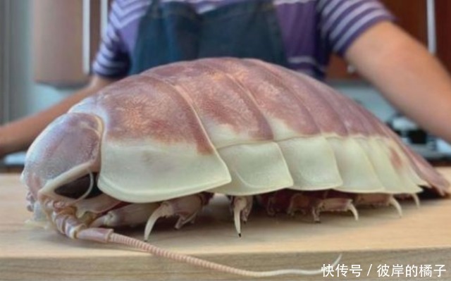 深海巨虱是什么味道的?日本厨师大秀刀工料理,看完让人流口水!