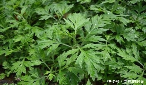 幾種野菜看似不起眼，營養(yǎng)卻很高！清熱排毒，消暑解渴，誰吃誰好