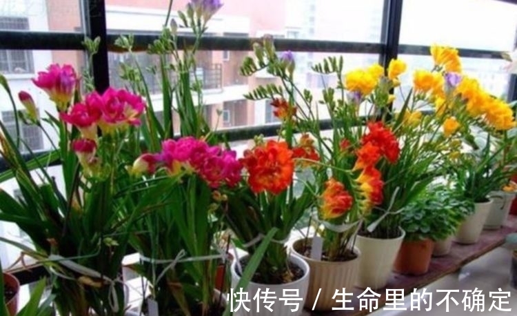 四季海棠|这几款花养在家，花期长易打理，365天开花不断，随便一养就爆盆