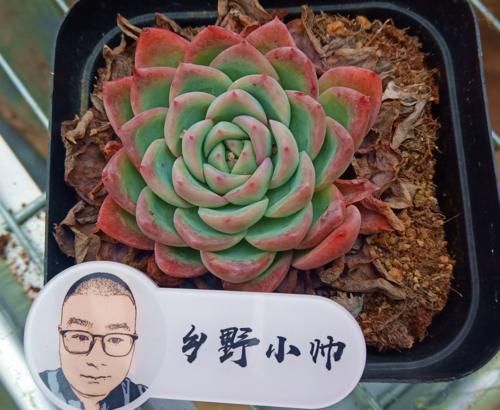 阳台养多肉，怎样才能让肉肉状态更出彩，小帅来支招