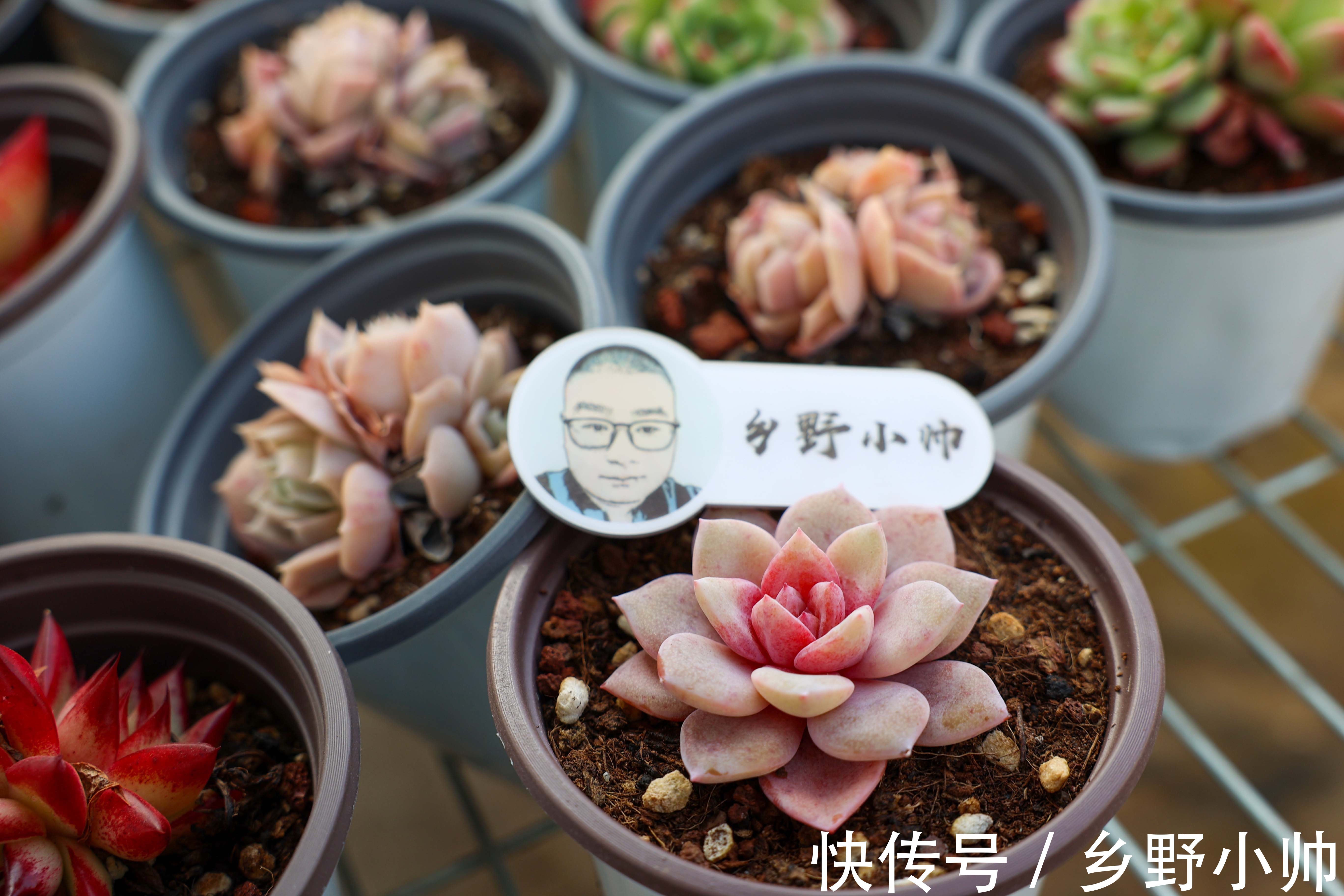 蓝龙多肉是吉娃娃和乌木的杂交?学会正确养护方法,四季都很美