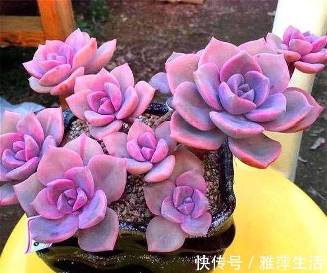 紫乐冬天如何过冬?方法很简单,看完就明白了