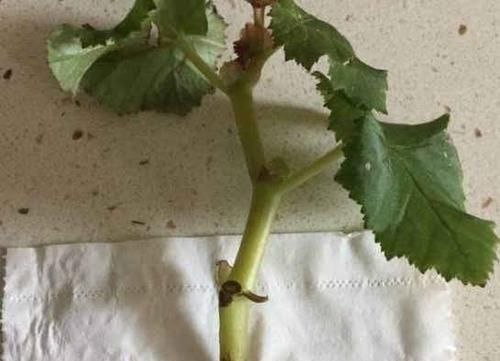 家里常用的卫生纸,拿来养花原来有这奇效,大白根窜的止不住