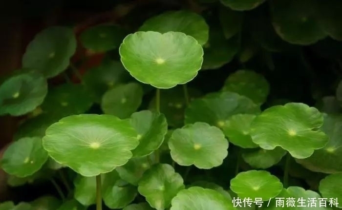 农村有种野草，可凉拌吃可药用30元一斤，农民却不知当杂草除掉