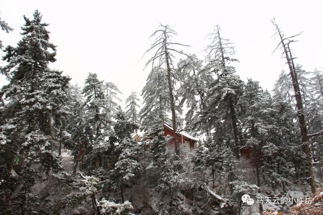 雪落贵清山|图胜千言| 雪落