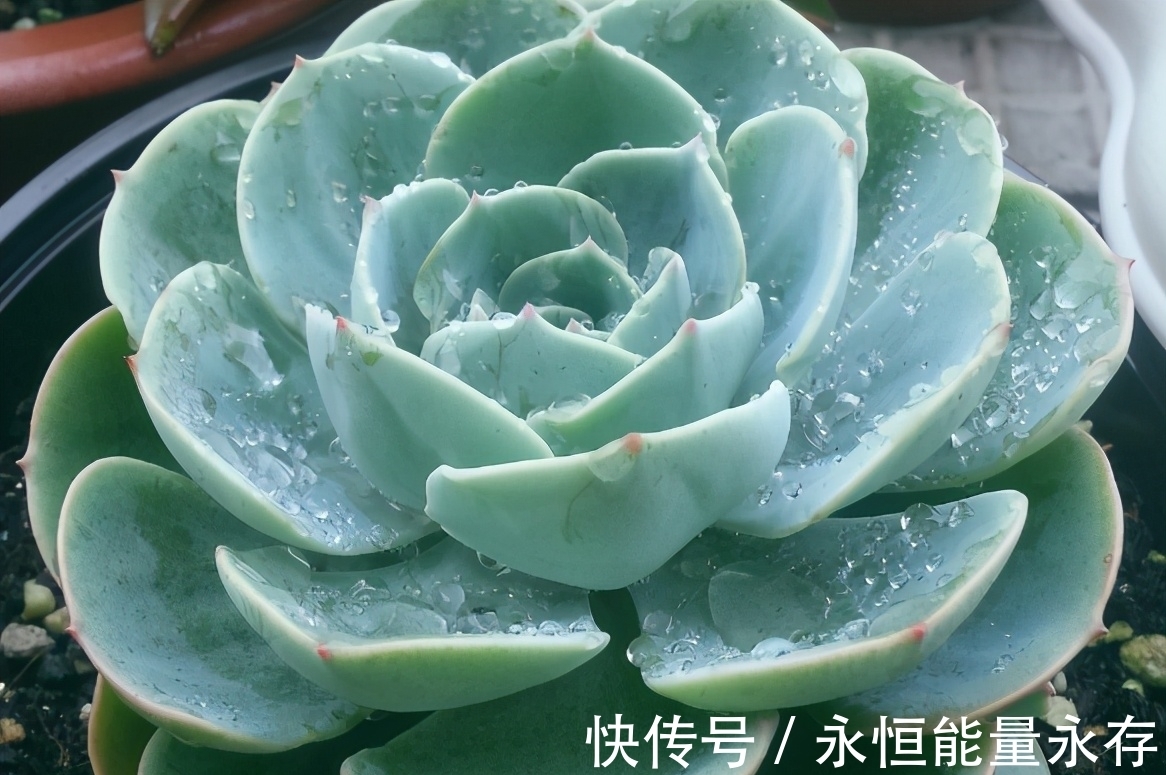 大姐养多肉全靠扦插,从不花冤枉钱,你学会怎么操作了吗?