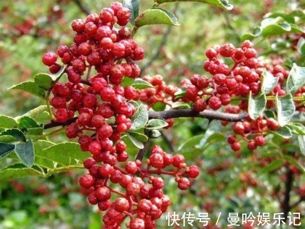 调料|一把花椒八种病,不要再把花椒当调料,它不仅治白发,还能祛湿!