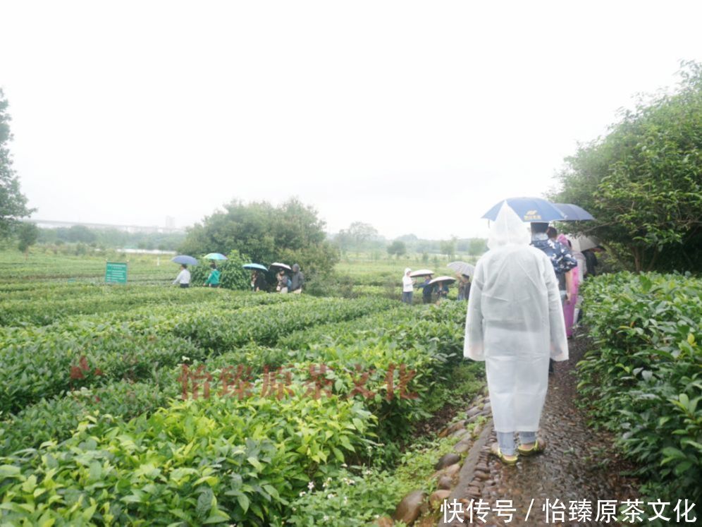 清热解毒|你的体质适合喝什么茶?夏日到来,一起来学会喝茶