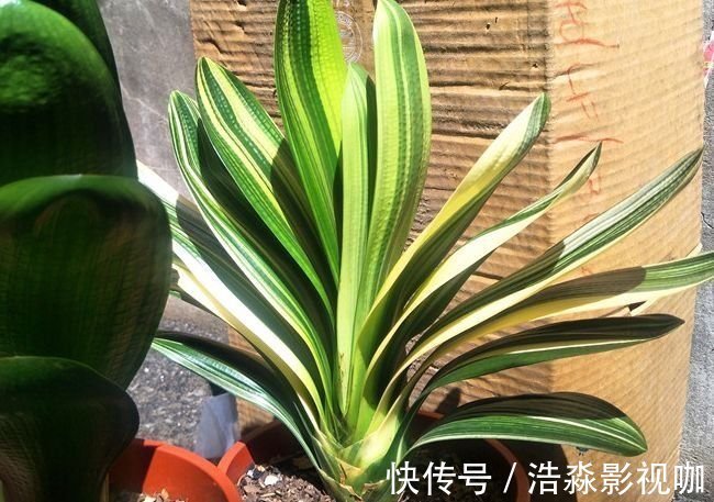 盆栽|“懒养”君子兰,一年不施肥,叶片油亮,花朵娇艳,花开四季不断