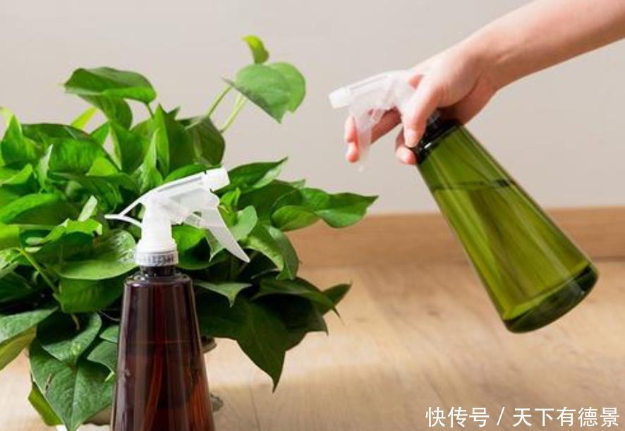 室内养花“3种水”可以喷,让植物叶子油绿不发黄,其他的不要用