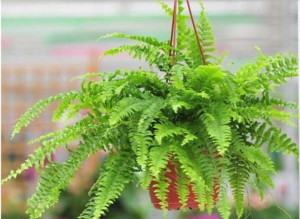 有害气体|这5种植物放卫生间再好不过了,除湿去异味,好养活!