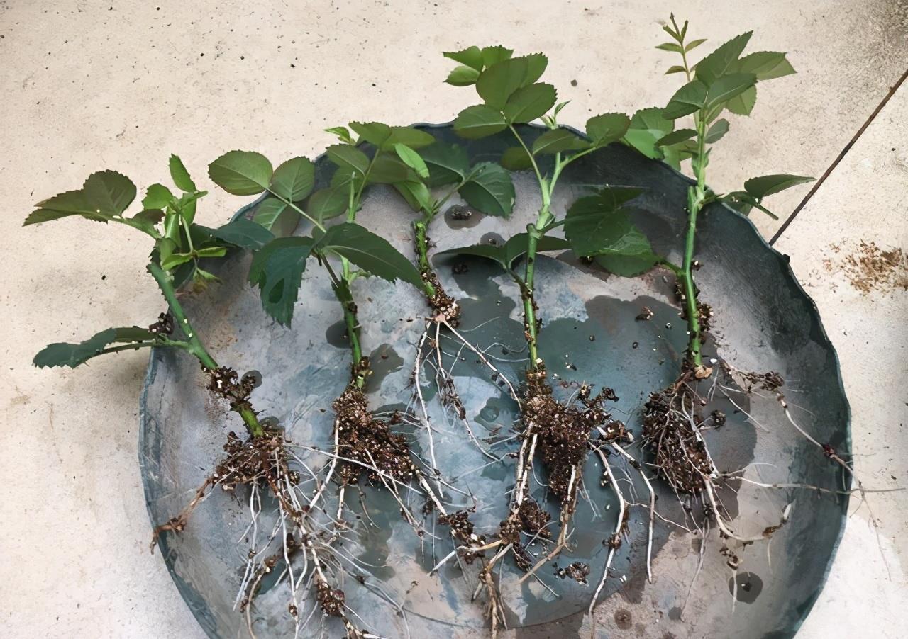 生根|扦插老失败？2个万能扦插法，插一根活一盆，简直太简单