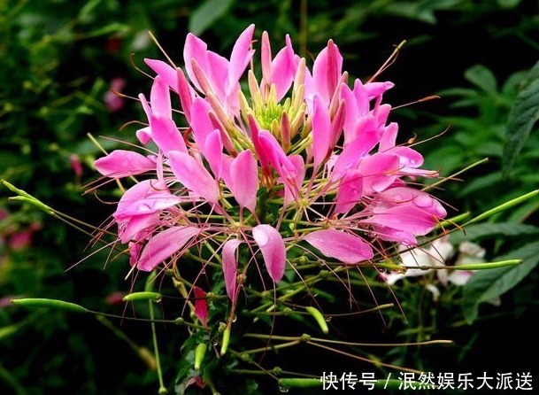 蝴蝶|这花“新奇”，花开似球，又似蝴蝶飞舞，比菊花有趣，花开90天