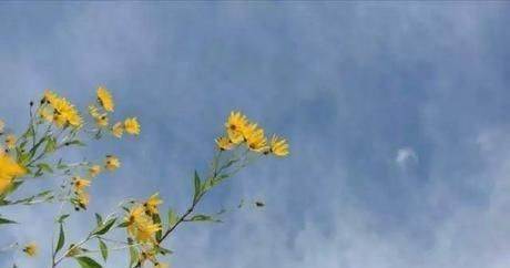 差距|20多岁的年龄差距,却把一个破烂的农家小院变成了“桃花源”
