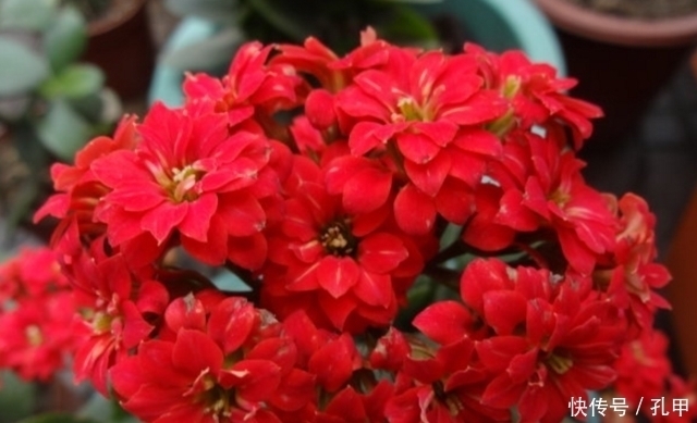 菊花|四种老年人适合养的花,又容易养又能让他们打发时间!