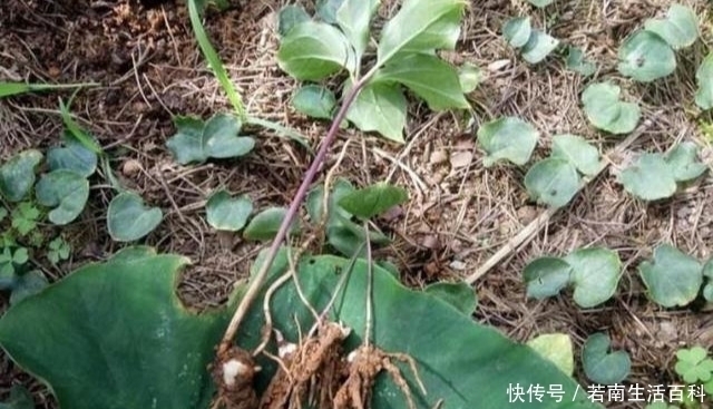 野外碰到就挖出来药草专家表示如今价格珍贵,740元一公斤