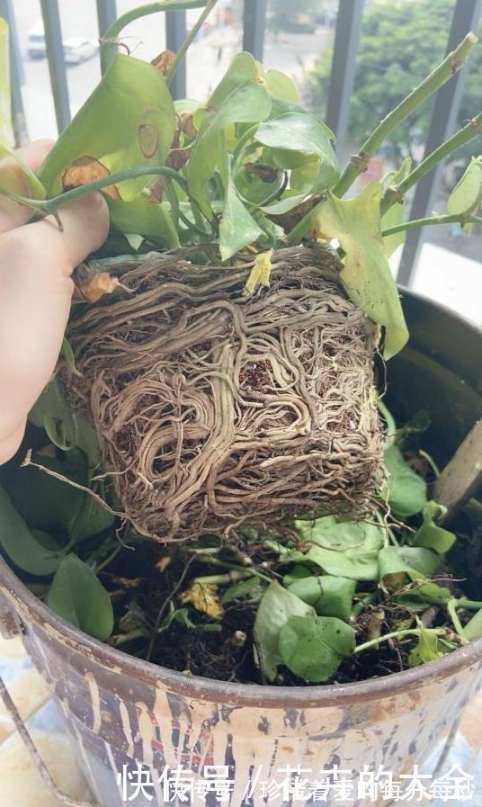 绿萝|这些“娇气花”,冻坏也别扔,剪一刀,救一命