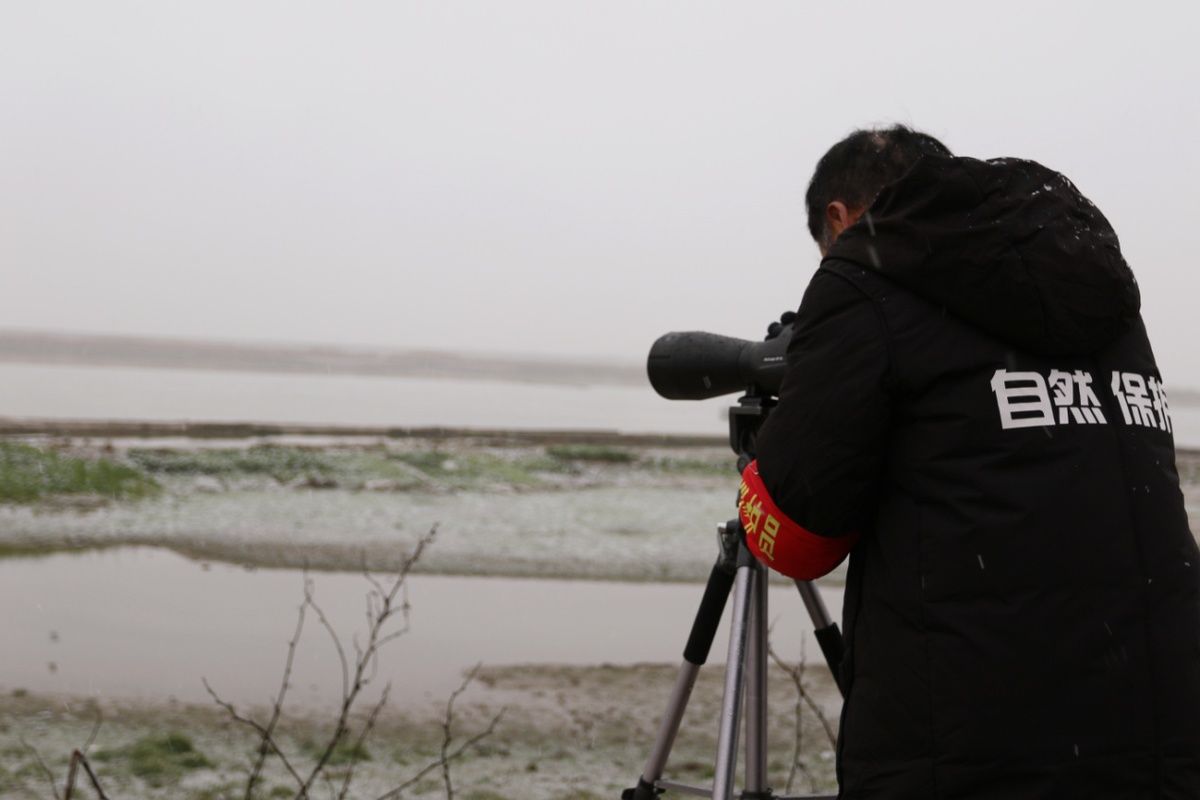 鄱阳湖|冰雪鄱阳湖 呵护候鸟他们不打烊