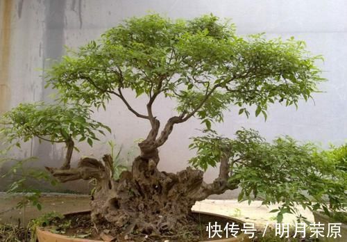 山上2种“疙瘩树”,苍劲古朴、树姿优美,经常被用来做盆景