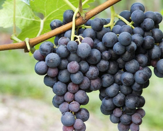 生物素|提个醒吃过葡萄一小时内不可碰此种食物,对自身健康不利