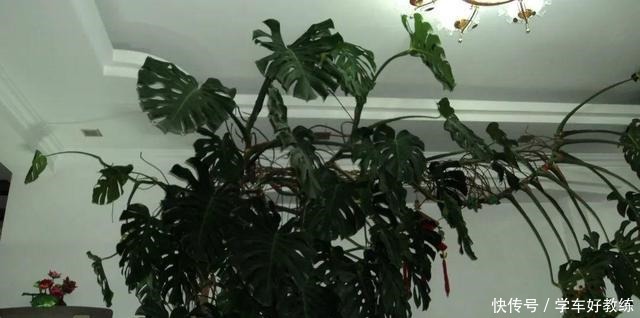 1米7的天竺葵,开花成瀑布,太震撼了!