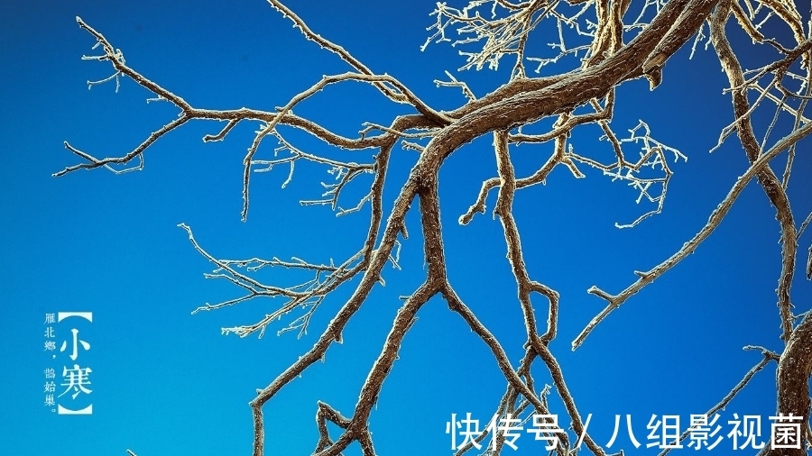 梅花饺!小寒时节,让我们一起走进诗词,感受属于“小寒”的那份韵味。