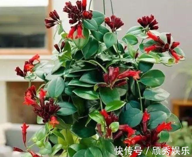 茑萝茑萝|好养易爆盆的几种花卉,不怕冷不怕热,开花漂亮花期长