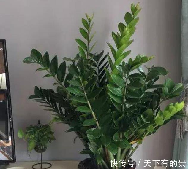 锦带花|花期最长的“4种花”,福运财运旺,新的一年幸福满满!