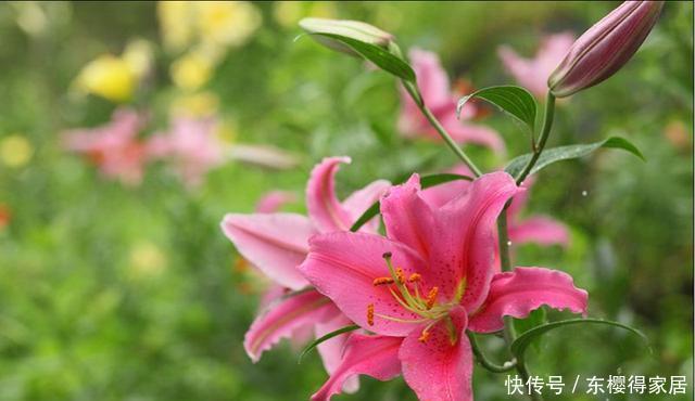 百合种球|喜欢百合,可你真的会种吗?百合种植方法图解